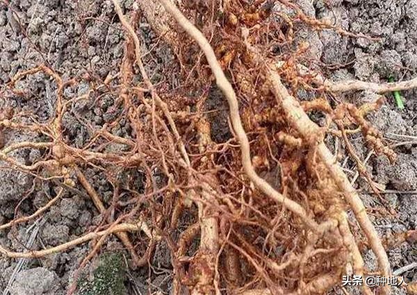 根结线虫的危害症状,大棚根结线虫最佳处理方法