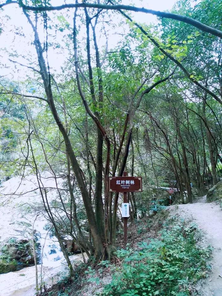 平江碧龙峡景区值得去玩吗,平江碧龙峡全长多少公里