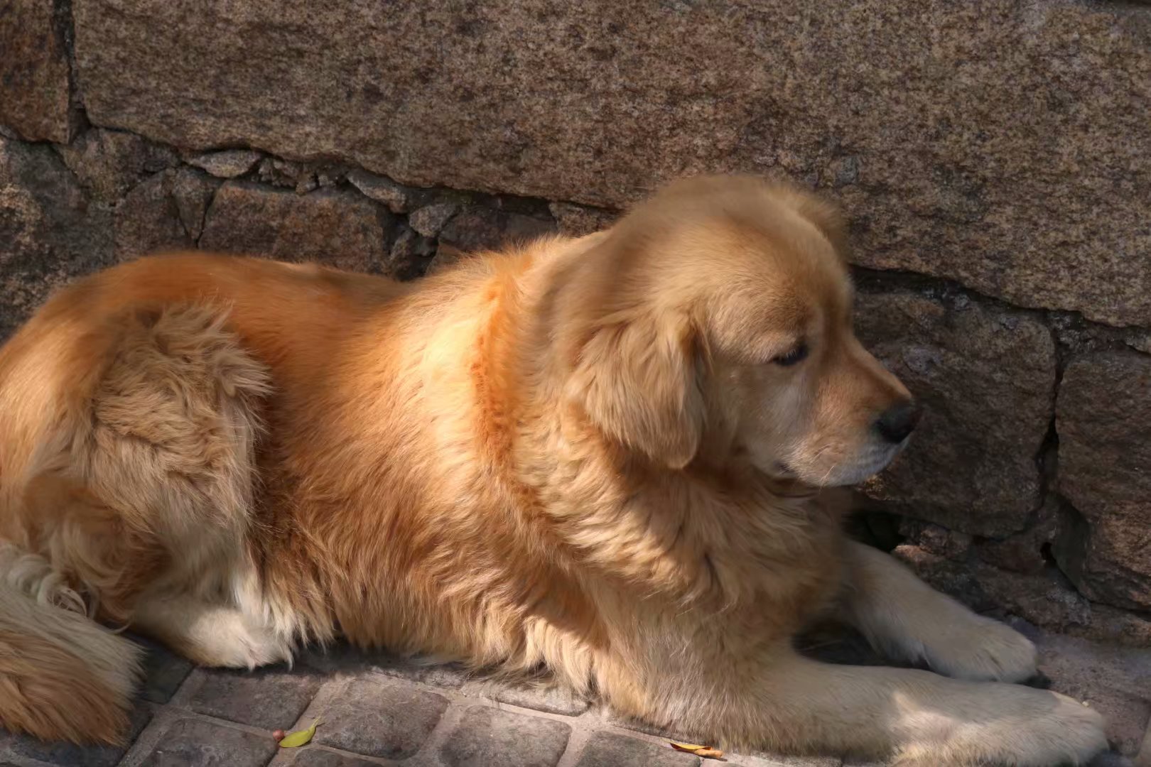 鼓浪屿旅游全攻略,厦门鼓浪屿旅游攻略自由行攻略