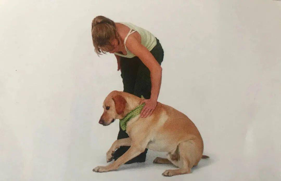 新手养狗怎样训练狗狗上厕所,幼犬如何训练狗狗定点大小便