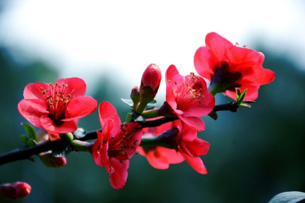 海棠花的叶片有点烂怎么办,海棠花的叶子蔫了怎么办