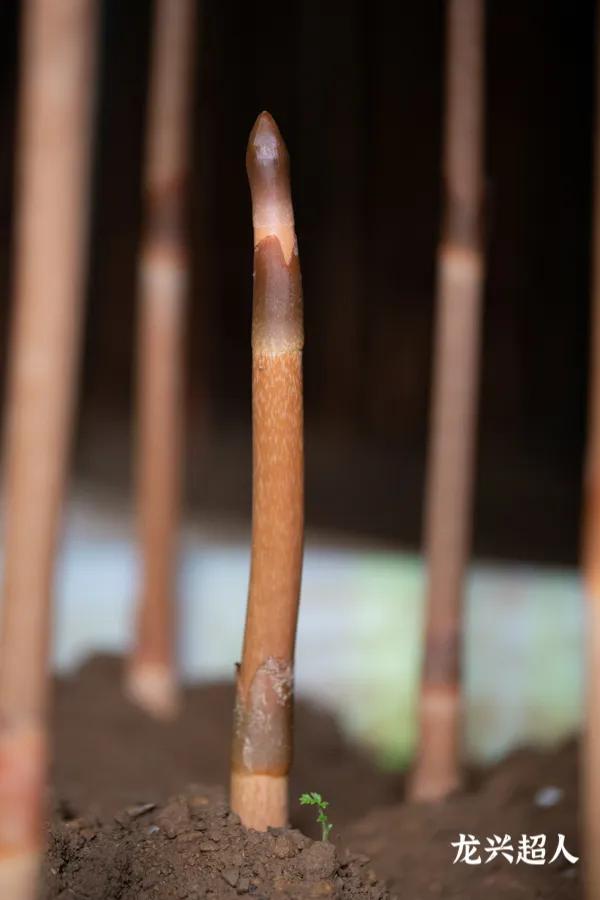 达州道地药材天麻,正宗中药材天麻