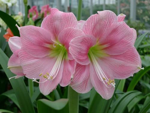 朱顶红养护有技巧，学会几个养护技巧，每年都开花，花大色艳