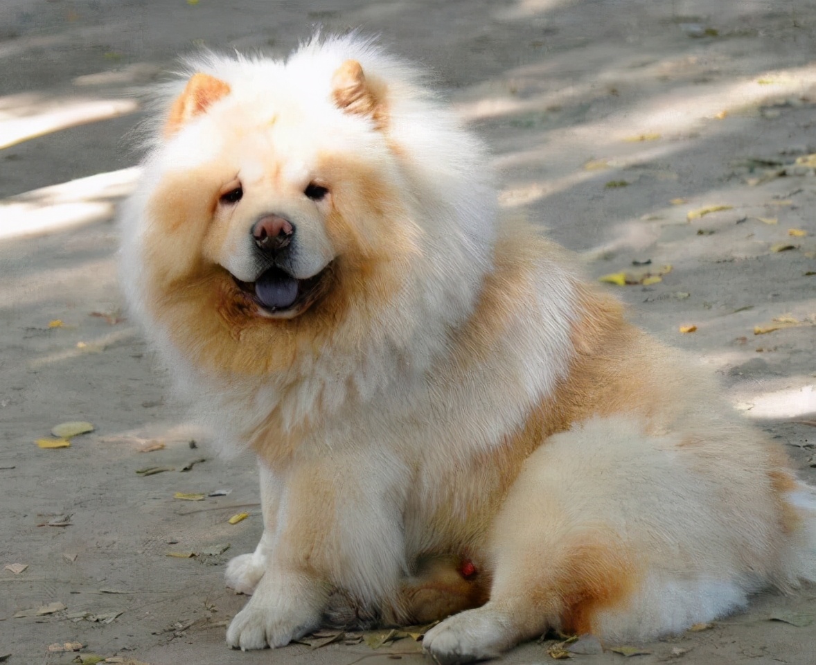 松狮犬的喂养与护理方法,松狮犬吃什么比较好养呢