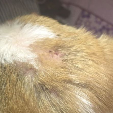 处理狗狗皮肤病的小妙招,狗狗皮肤发红是什么皮肤病