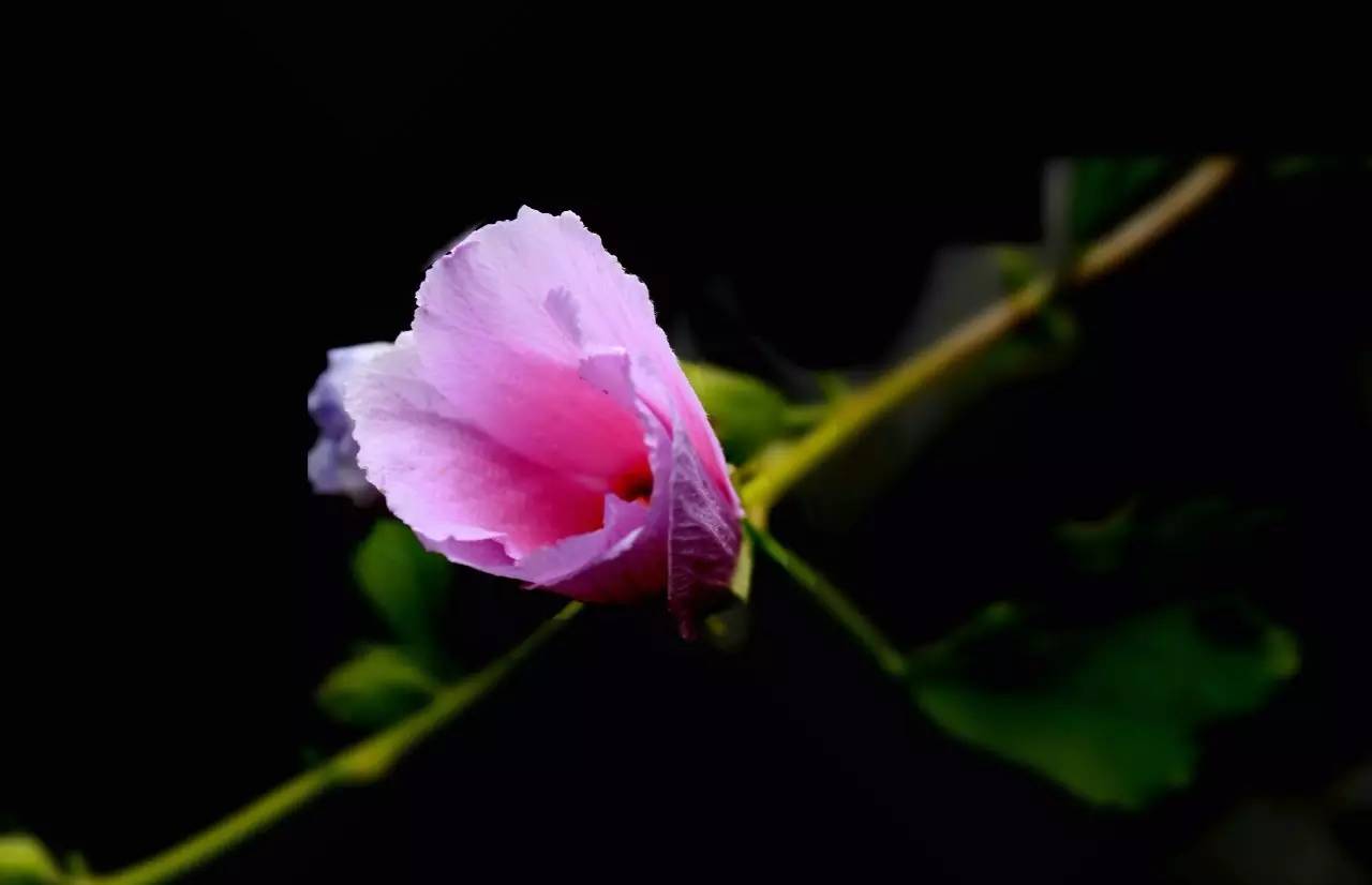 「散文」温柔的坚持|木槿花