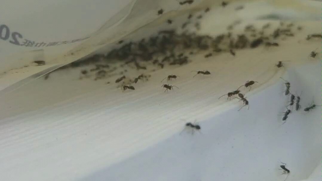 蜜蜂饲养管理实用技术,蜜蜂养殖过程中有哪些注意事项