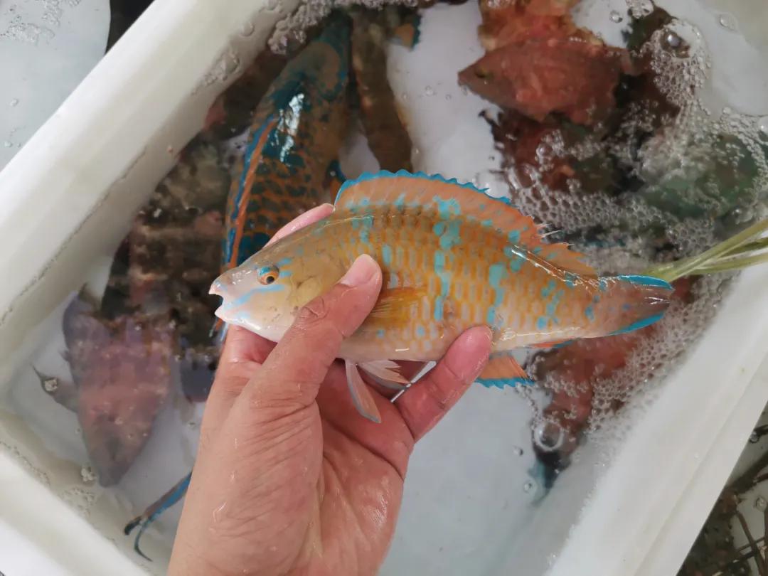 开海季都有什么海鲜,开海了这些生猛海鲜