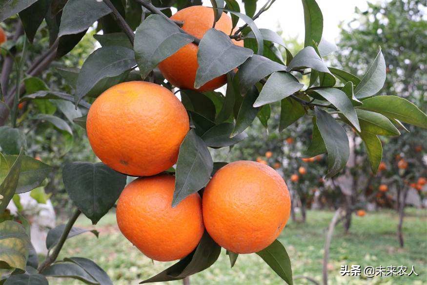 复合肥中的低氯是什么意思,复合肥高氯中氯低氯的区别