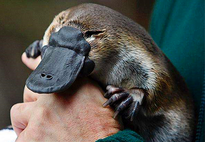 鸭嘴兽的秘密武器图片,鸭嘴兽有毒刺吗