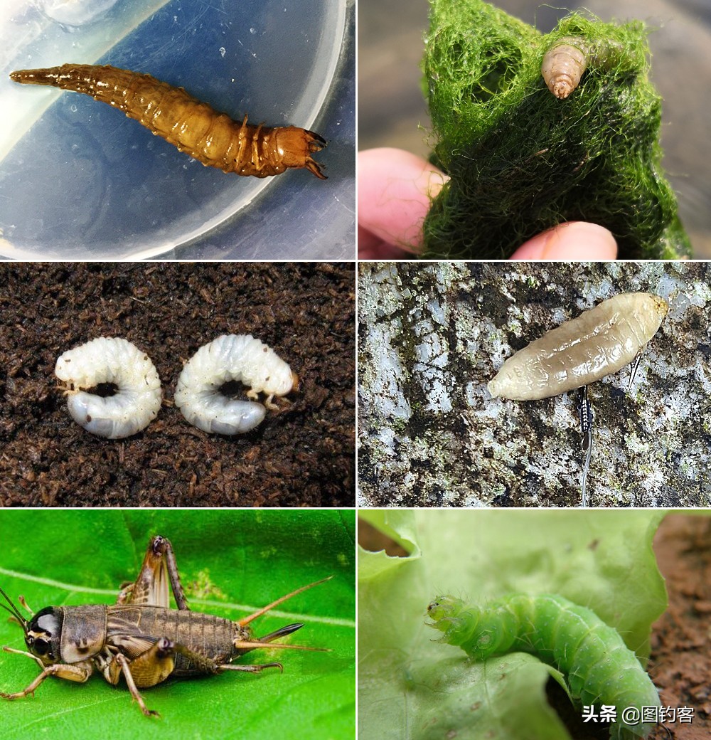 鍙戞潌寮忛挀楸肩,鍙戞潌寮忕粍鍚堥挀楸肩