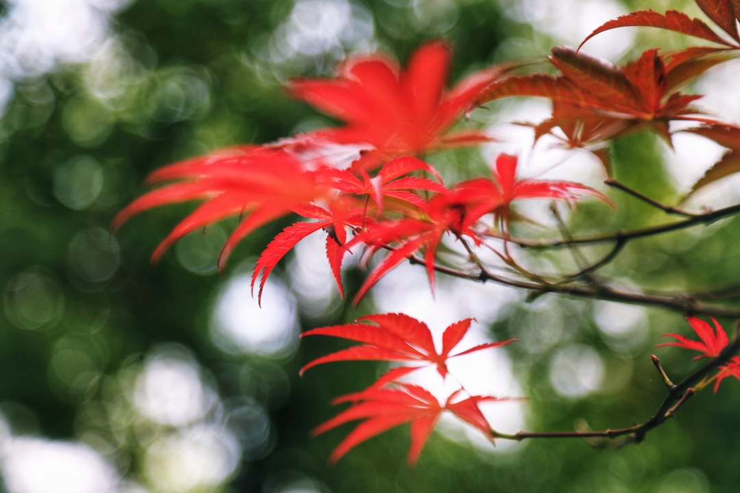 武汉外语外事职业学院旅游,武汉外语外事职业学院落雁湖