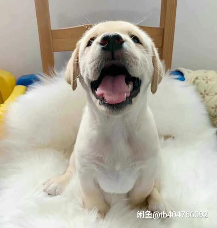 拉布拉多领养第一晚老叫唤,拉布拉多领养的最佳时间