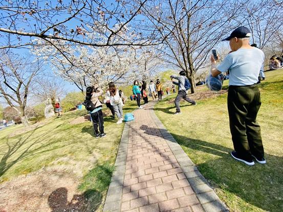 春天必打卡的樱花胜地顾村公园,顾村公园樱花照片视频