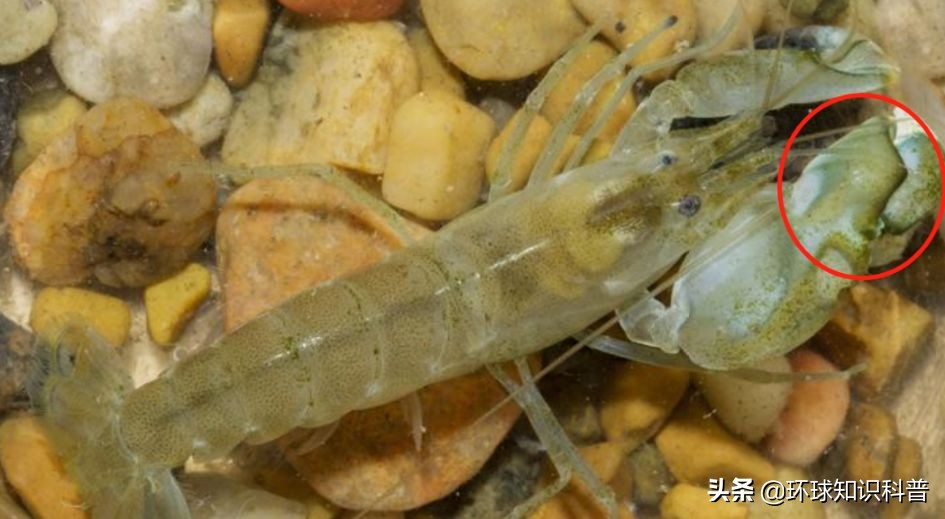 「科普」这种小虾能“袭击”军舰，我们成功缴获了它的*器武**