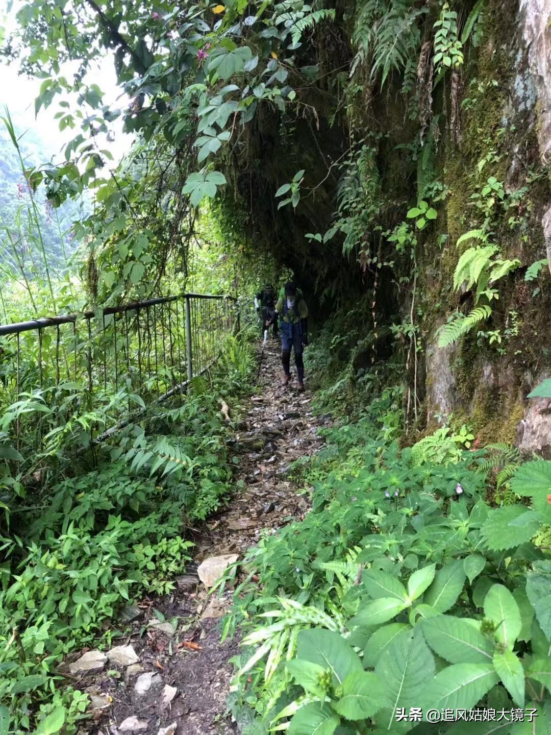 穿越到原始森林里面,穿越原始森林来种田