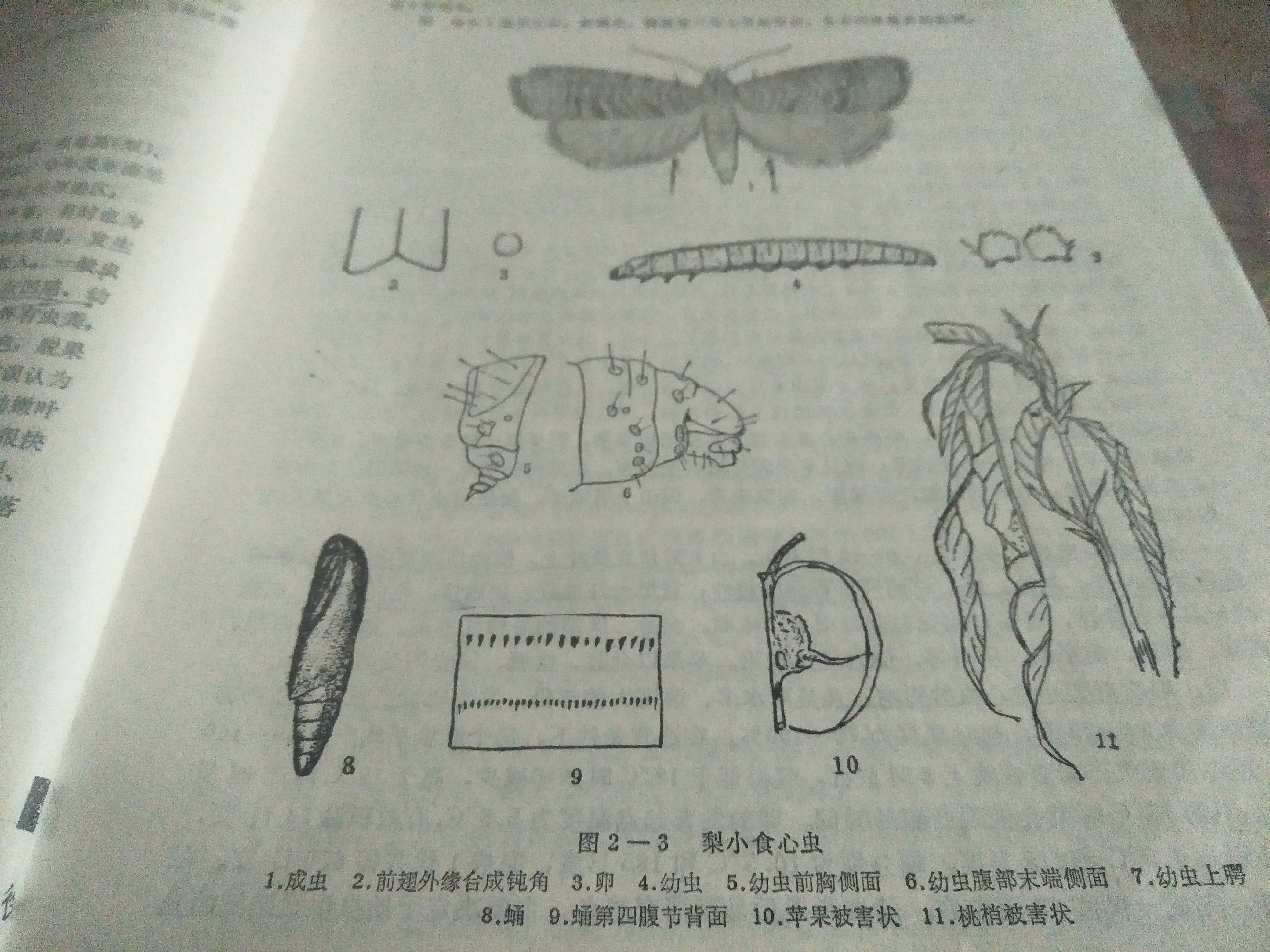 怎么样防治桃小食心虫,梨小食心虫蛀果过程