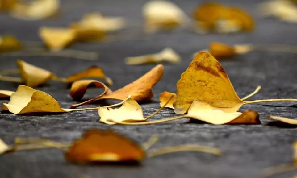 温州茶山大学城的银杏林变黄了，相约一起拍美照吧