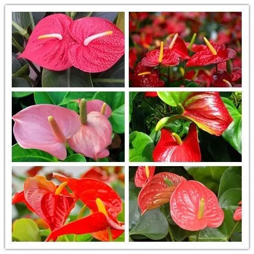 北方喜阴的室内植物花卉有哪些,喜阴耐寒的室外花卉植物有哪些