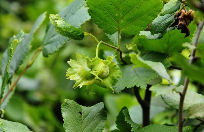 榛子是个什么干果,榛子是优质坚果吗