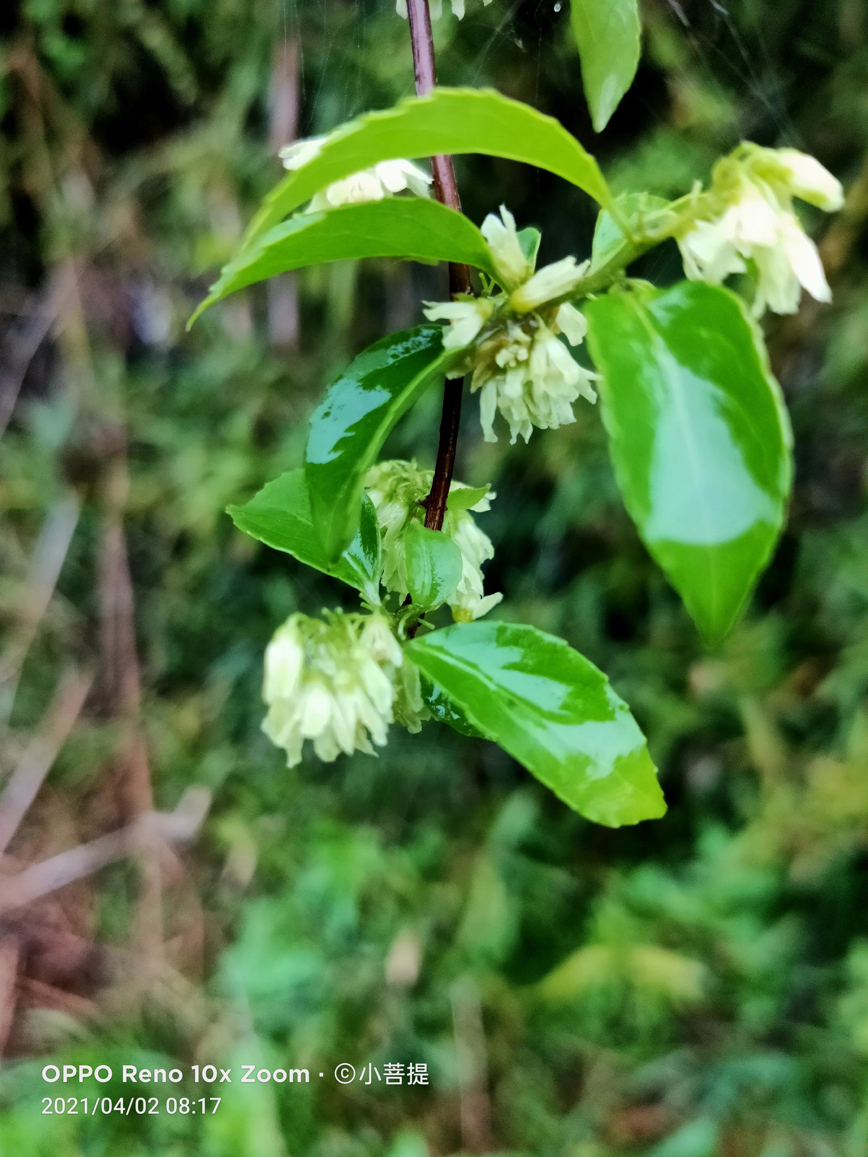 清明时节开花的花草有哪些,早春时节各种植物的样子