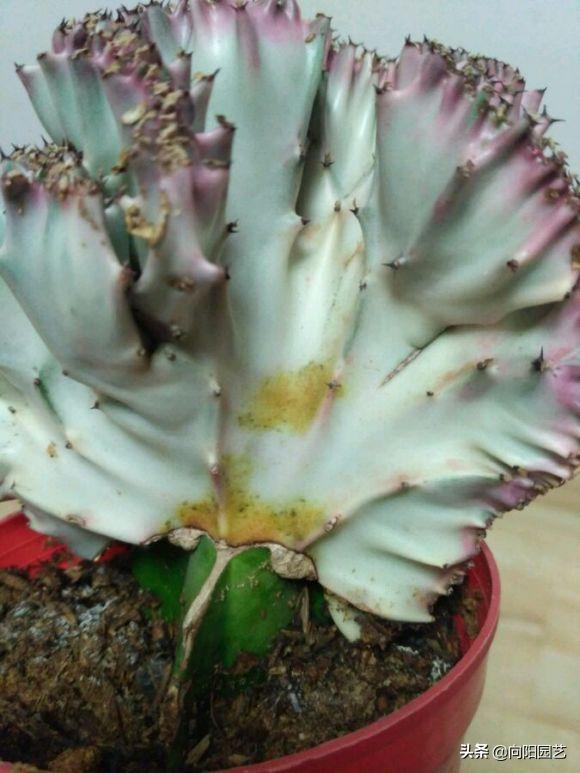 麒麟掌能用大花盆吗,麒麟掌放客厅好吗