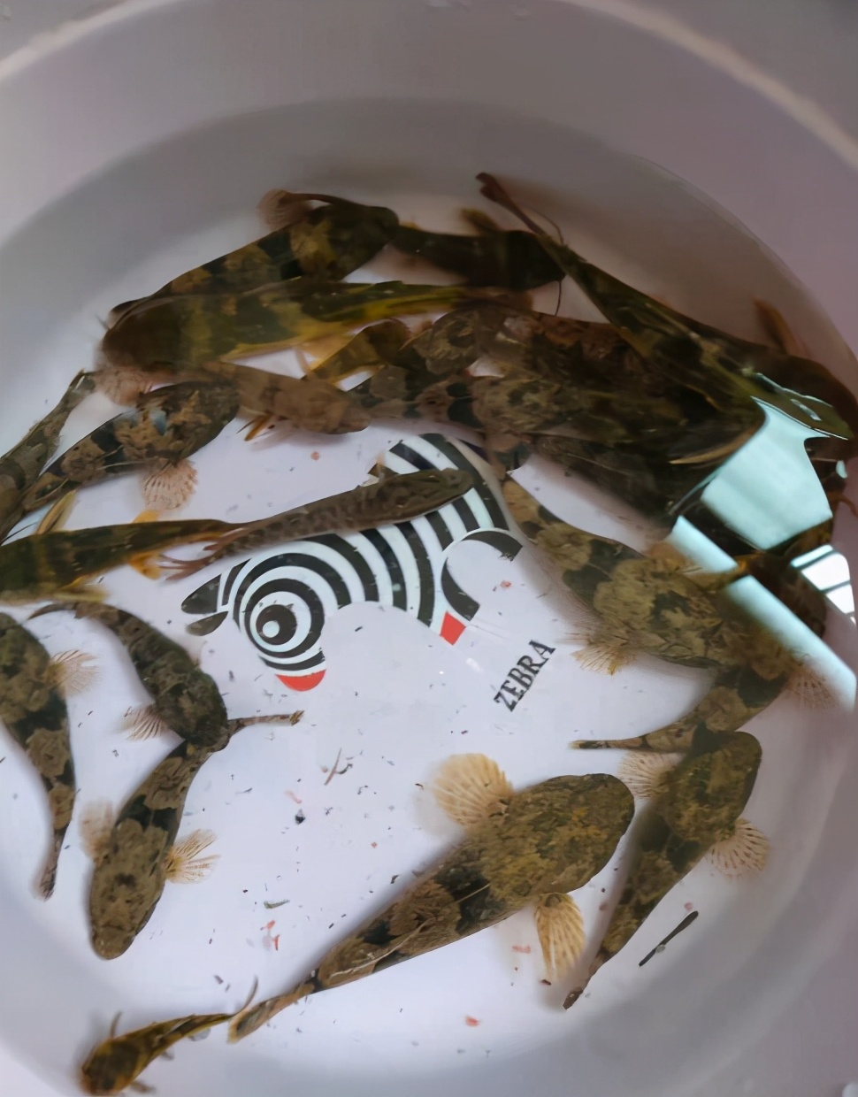 小型凶残食肉鱼,盘点小型食肉鱼