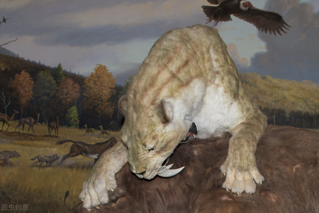 剑齿虎究竟是如何捕猎的,剑齿虎的长牙会影响进食吗