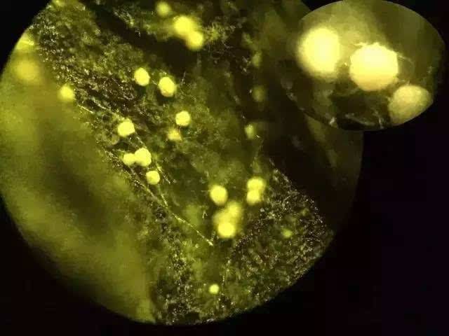 茶中的秘密,茶梗到底有多厉害