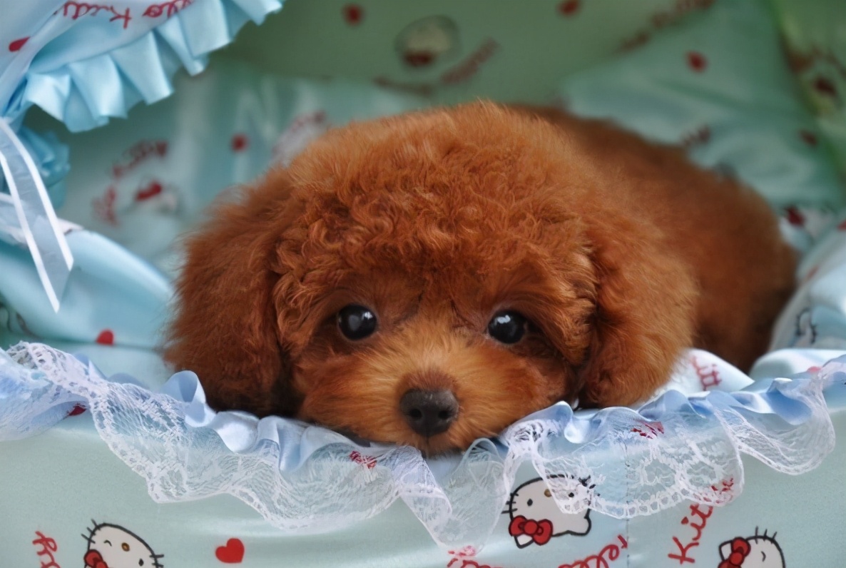 如何照顾好发情期的泰迪犬,泰迪犬照顾病人怎么办手续