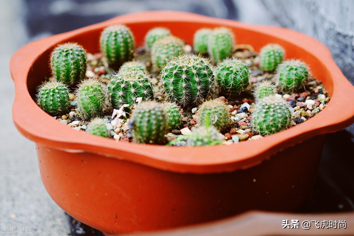 哪些花冬天露天怕冻,天冷了养的花怕冻怎么办