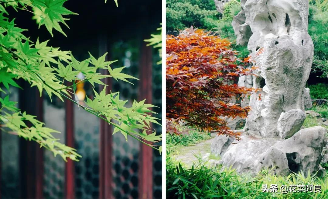 留园拙政园哪个景色好,留园和拙政园