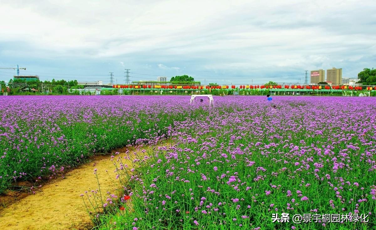 熏衣草种子哪里有卖的,薰衣草种苗价格多少