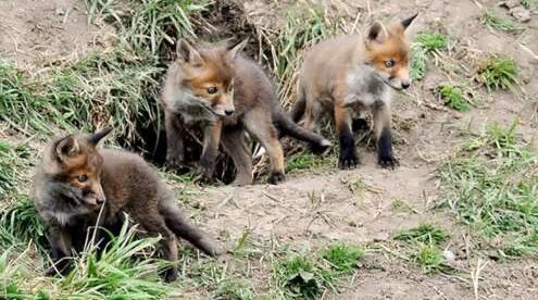 狐狸为什么喜欢在坟墓打洞,为什么狐狸经常把坟墓当作洞穴