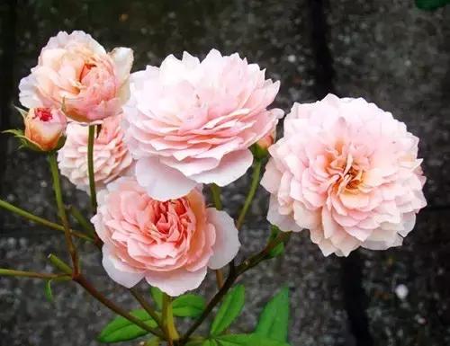 最漂亮10种微型月季,新手必入这8种月季漂亮好养