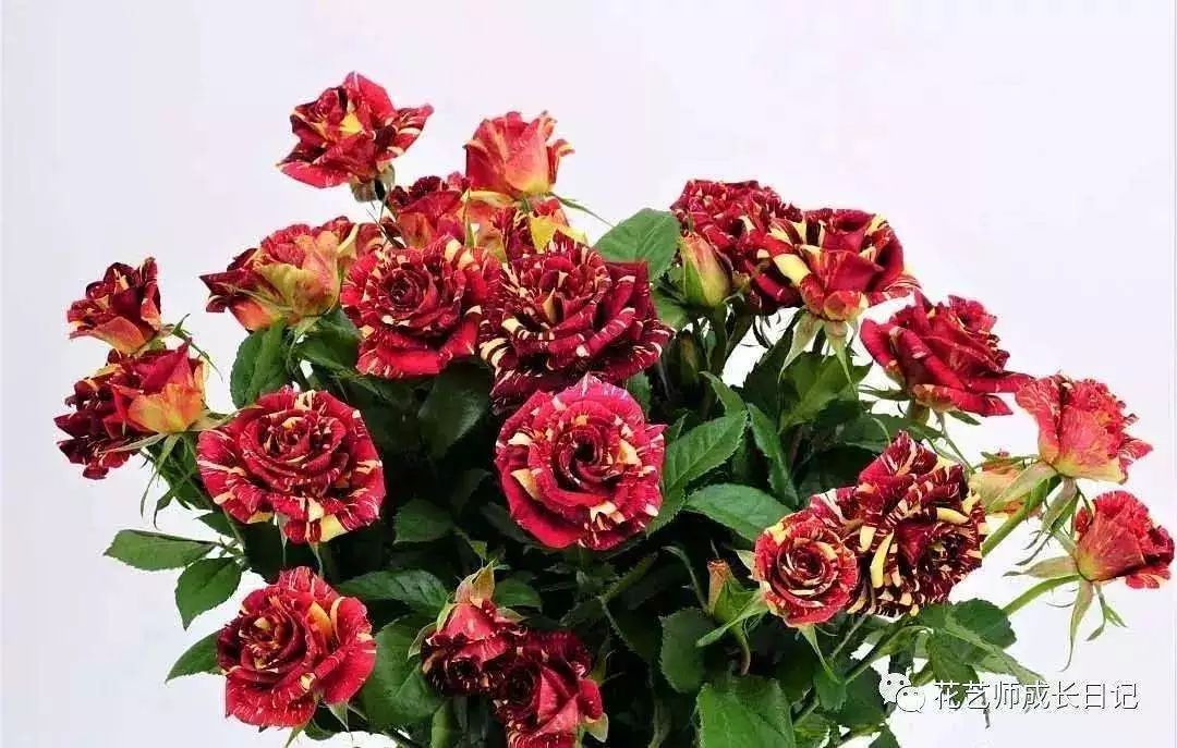 一篇文章带你认识三亚40种花,鲜花图鉴一次性认识30种玫瑰花