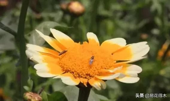 盆栽小黑飞虫怎么治,盆栽有小飞虫怎么处理