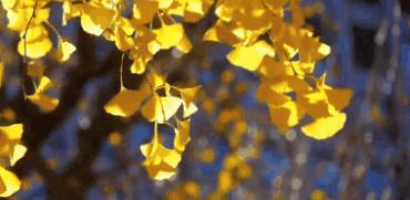 武侯银杏,武侯看银杏最好的地方