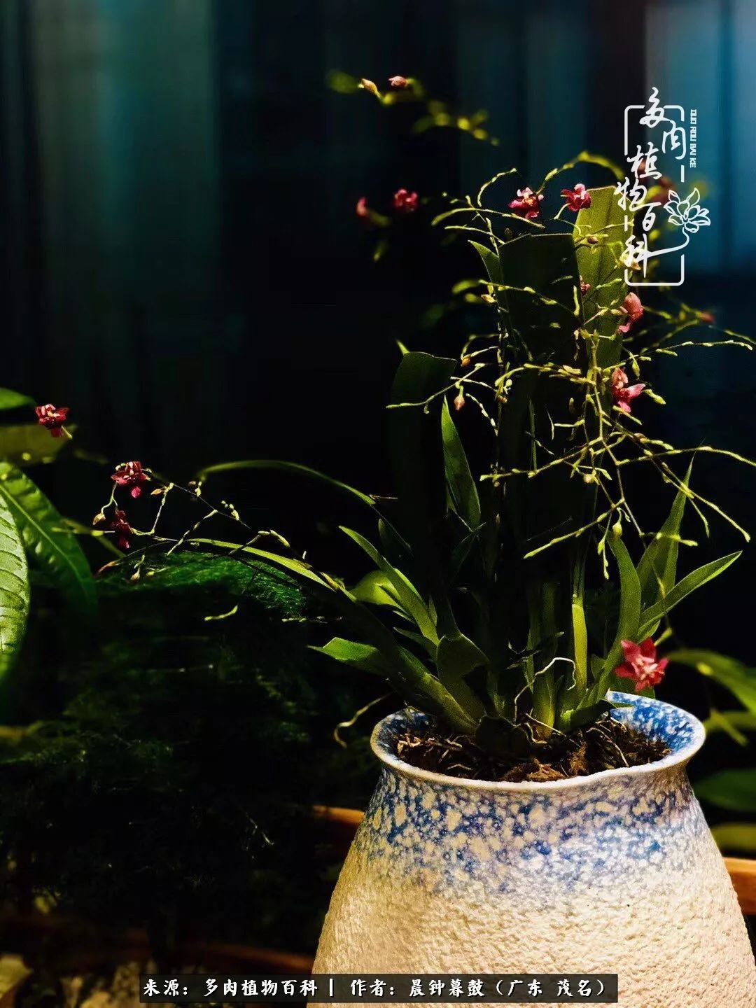 轻轻地告诉你,我的多肉也曾美过,不信你看看