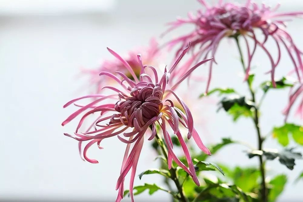 深秋时节的菊花展诗情画意,秋日赏菊30幅菊花图