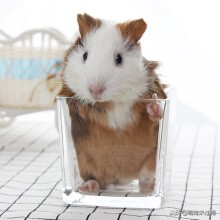 豚鼠是荷兰猪,把荷兰猪当宠物怎么养