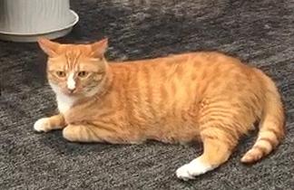 如何辨别真假兽药视频教程,3个方面教你鉴别真假兽药