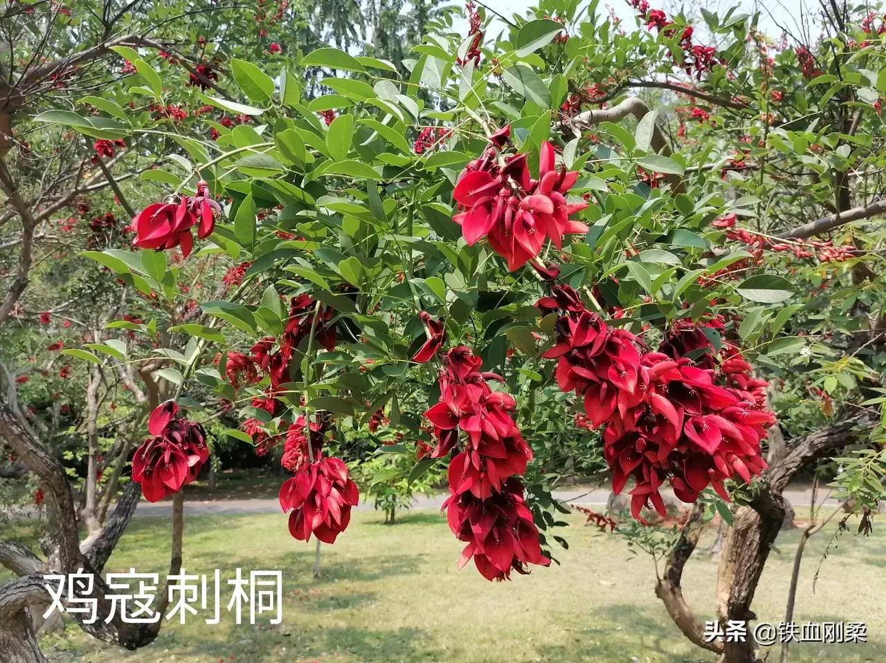 西双版纳景洪市景色壮丽的地方,西双版纳景洪市有什么好玩的景点