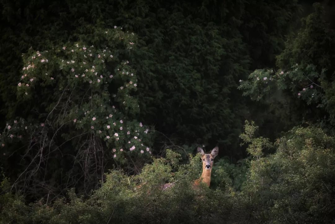 东北傻狍子到底有多傻,东北傻狍子有多傻视频