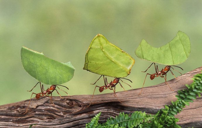 蚂蚁可以用树叶做什么有趣的事情,蚂蚁生长过程纪录片