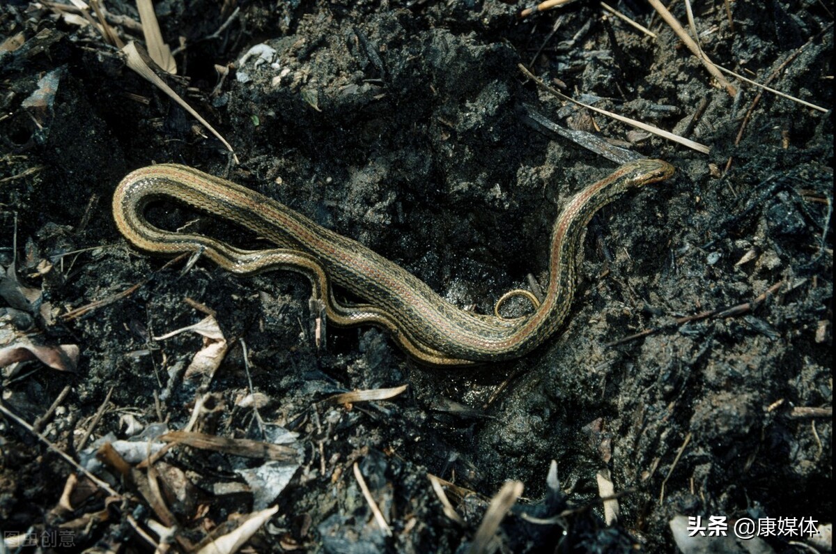 农村老房子周围有蛇怎么办？用什么方法可以驱蛇？