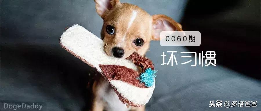 狗狗咬拖鞋怎么回事,狗狗一直咬拖鞋怎么训练