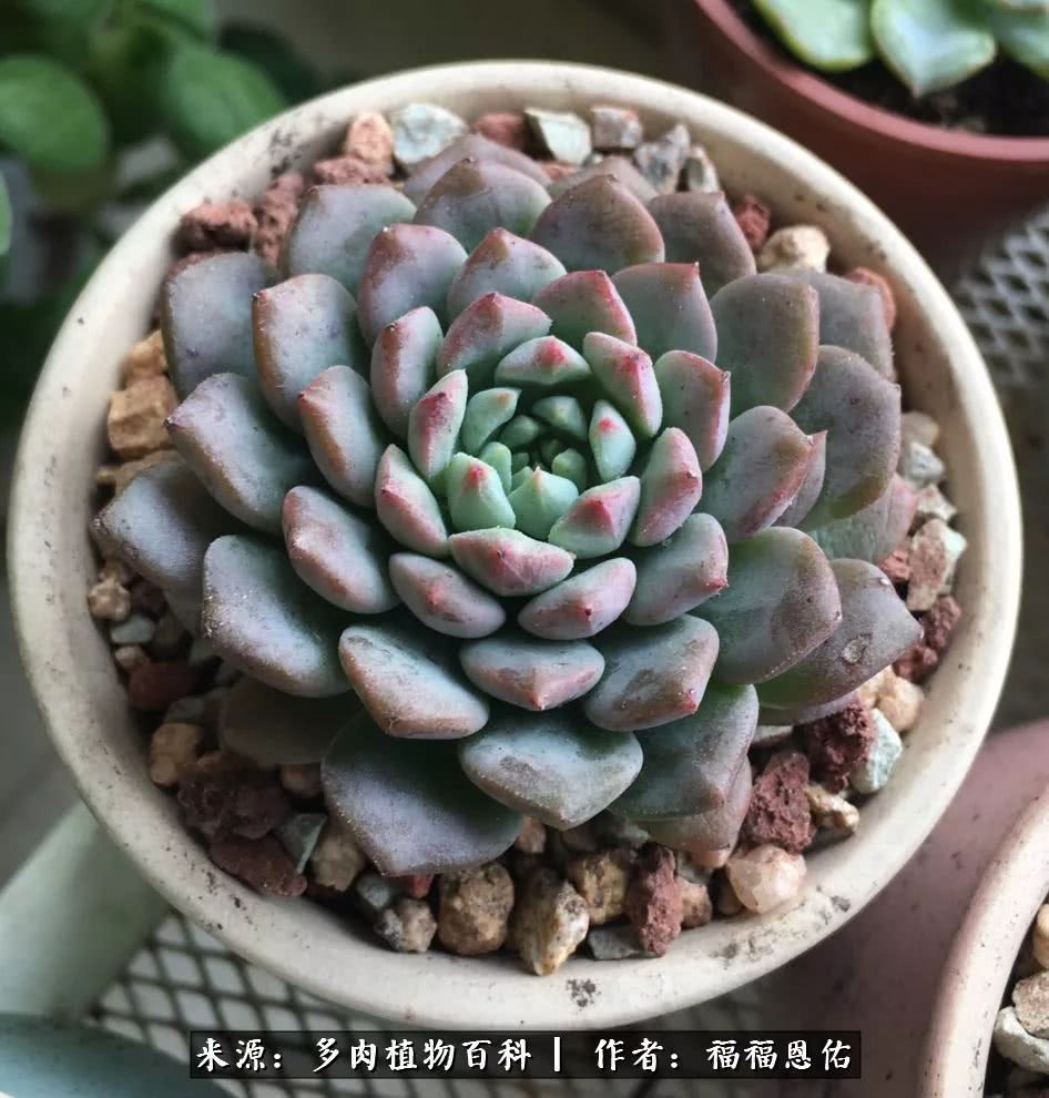 买买买，千里迢迢来相见，新的多肉成员来啦！