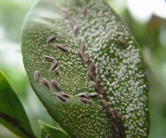 怎么防治幸福树长虫子,幸福树虫害怎么治