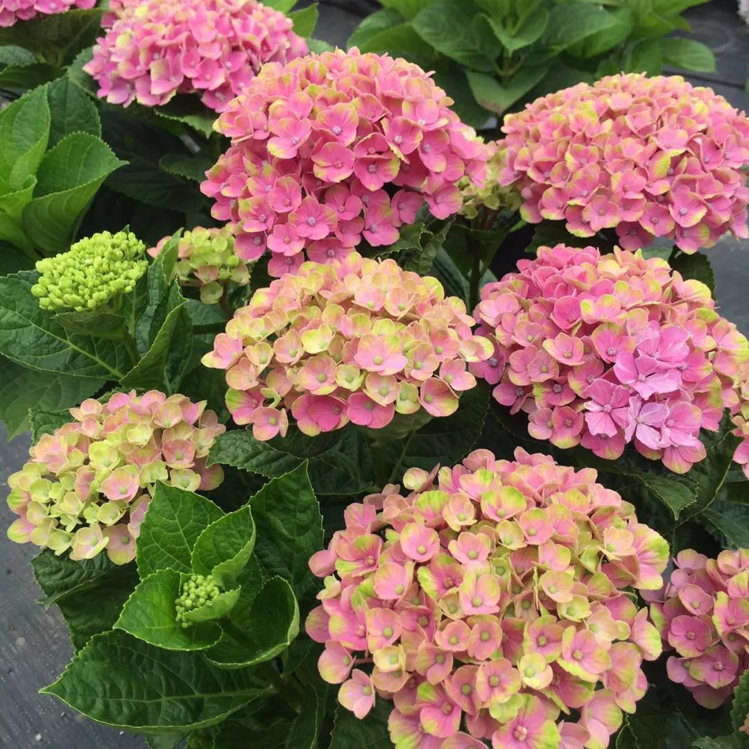 春季绣球叶子发皱怎么回事,夏季绣球老叶子都干枯怎么处理